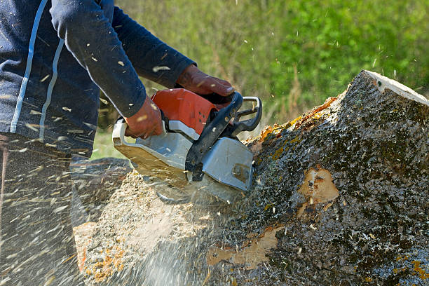 Reliable Grand Forks Af, ND  Tree Services Solutions